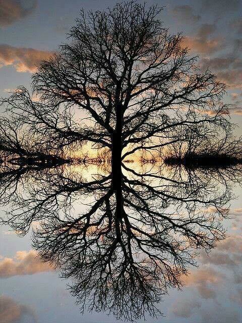 mirror tree